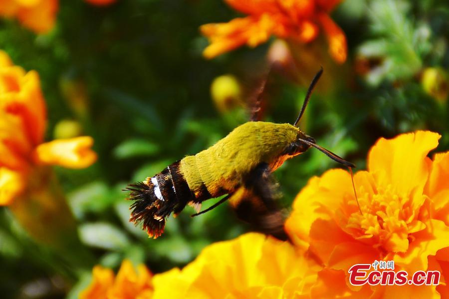 Rare bird-like insect spotted in Hubei(1/3)
