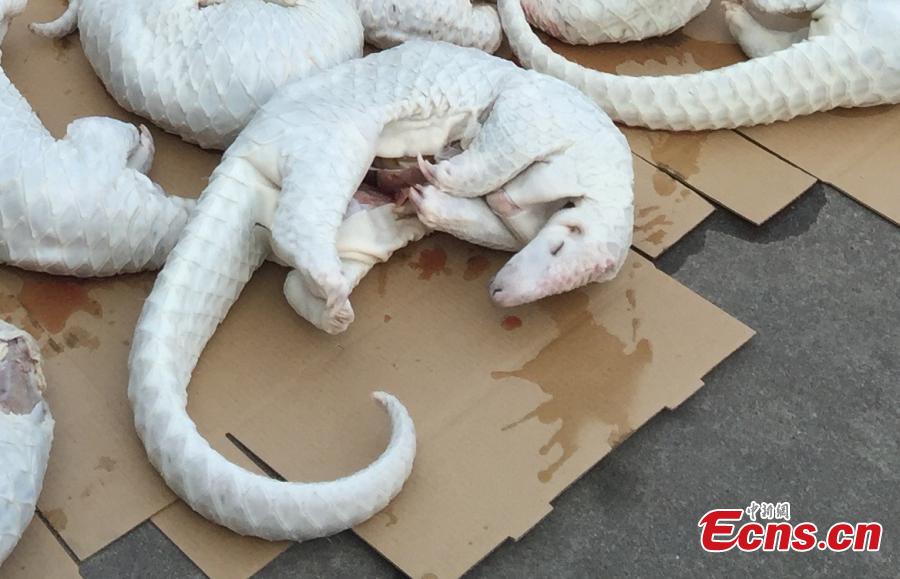 China seizes 2,674 smuggled pangolin carcasses (1/4)