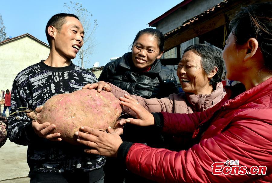 Monster sweet potato harvested in C China village(1/4)