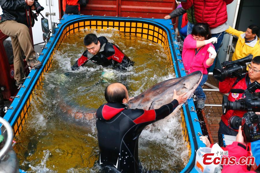 Biggest wild Chinese sturgeon seeks treatment in Beijing (1/4)