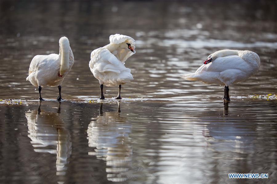 Elegant swans in north China's Inner Mongolia(1/8)