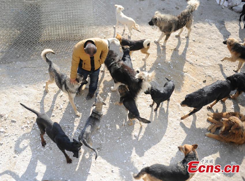 Man saves 2,000 dogs from dinner plate (1/8)