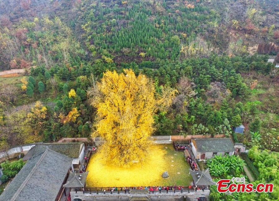4,000-year-old ginko tree in North China(1/4)