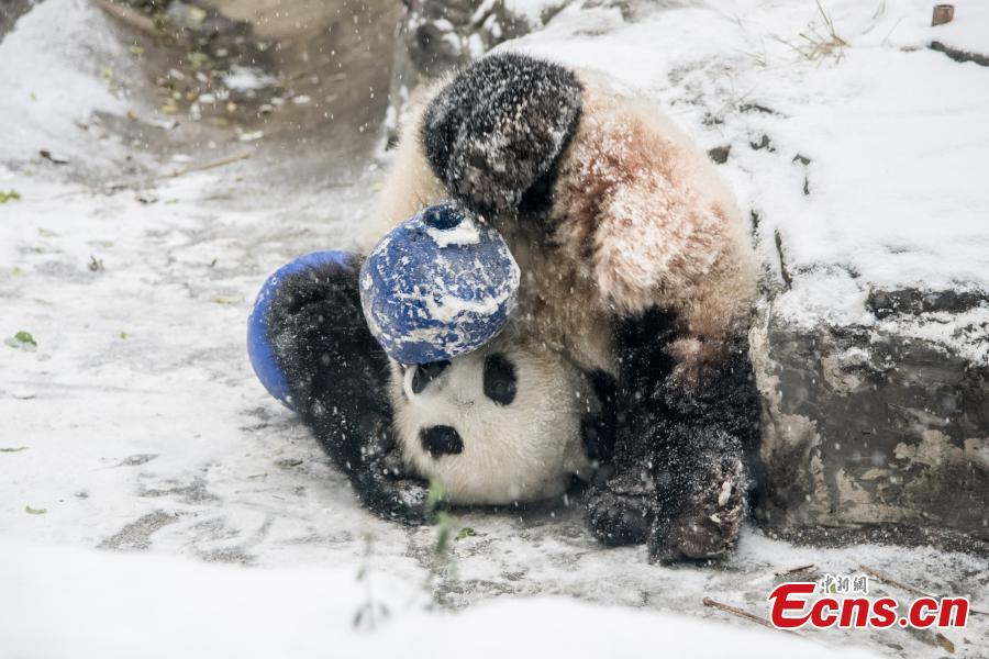 A panda plays with a ball in the Beijing Zoo amid snow on November 24, 2015. Heavy snowfall started to hit a vast area of North China from Sunday. (Photo/CFP)