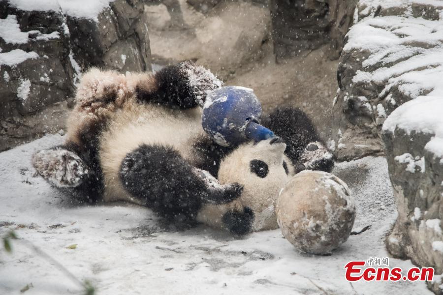 Panda gets taste of snow play in Beijing Zoo (1/4)