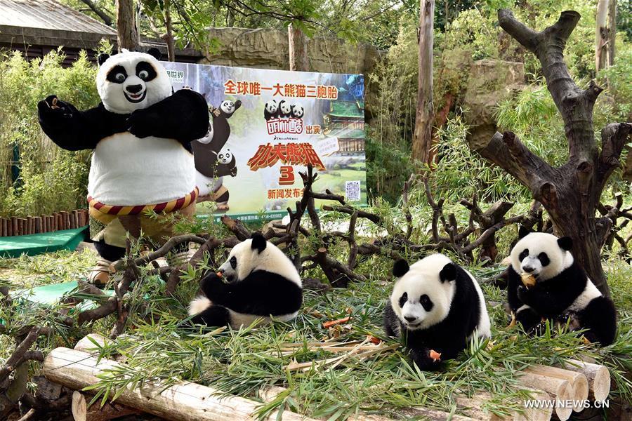 Panda triplets at Chimelong Safari Park in Guangzhou(1/4)