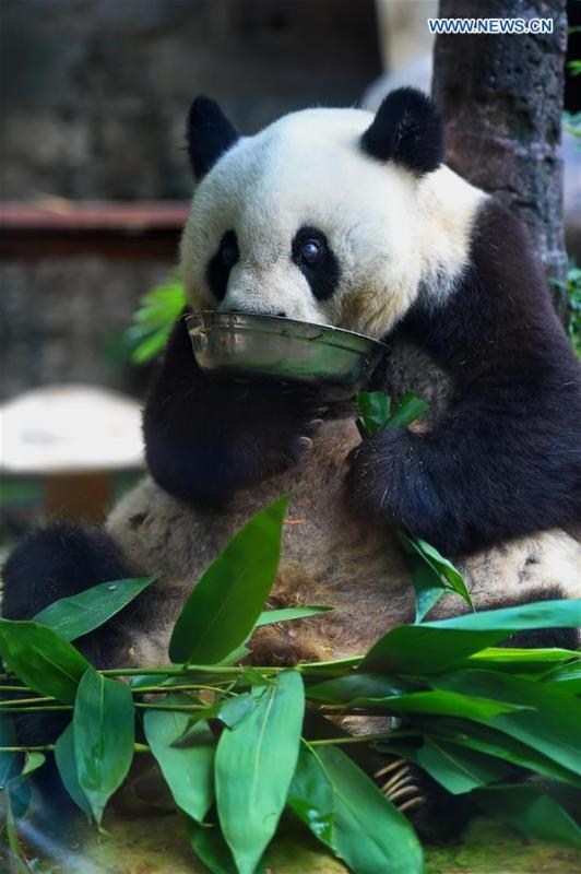 Giant panda Basi celebrates 35th birthday(1/7)