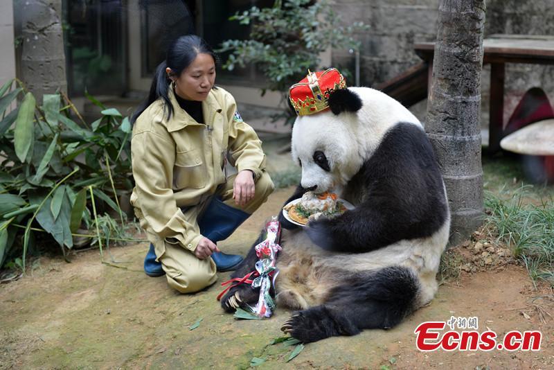 Oldest giant panda Basi celebrates 35th birthday(1/1)