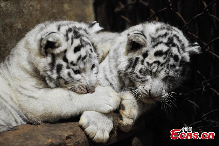 Five white tiger cubs become one month old (1/5)