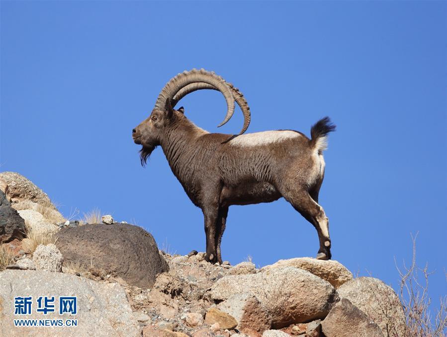 Number of wild goats increases in Xinjiang(1/7)