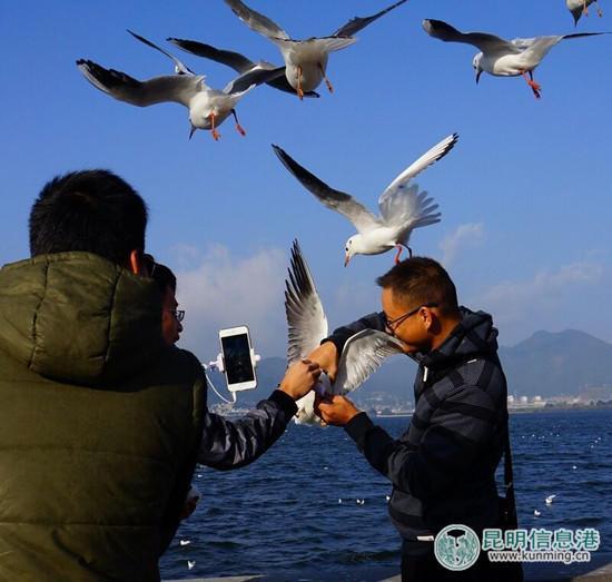 Tourist criticized for grabbing seagulls to take photos (1/4)