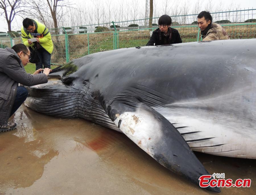 8.5-meter-long whale to be processed into specimen in E China city(1/4)