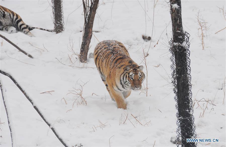 World's largest Siberian tigers breeding center in NE China (1/7)