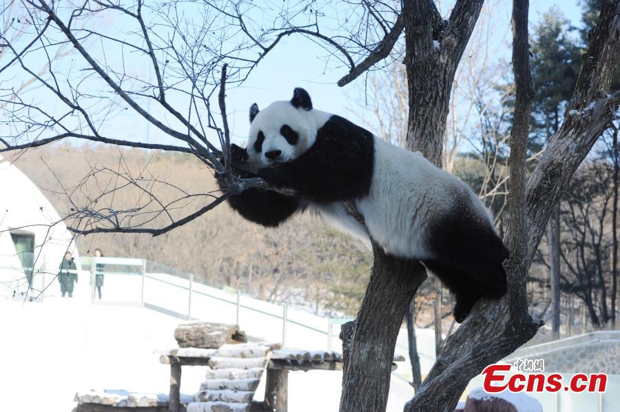 Giant pandas try new life in China's cold north(1/10)