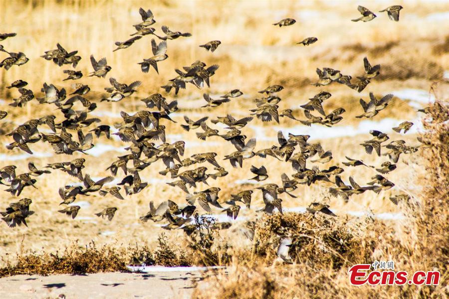Gansu scenic area attracts flocks of birds(1/4)