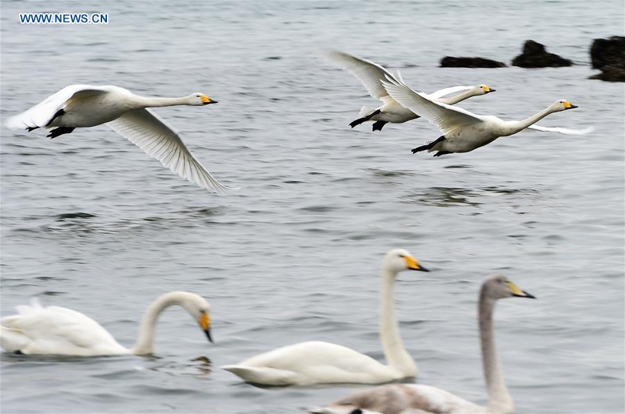 Thousands of migratory swans spend winter in China's Rongcheng (1/9)