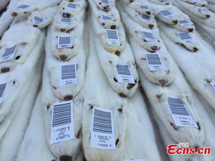 80,000 pieces of marten fur seized by Shanghai customs(1/4)