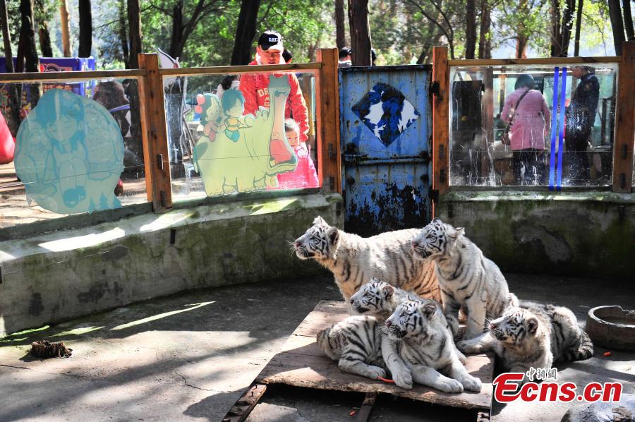 Tiger quintuplets greet visitors in Yunnan(1/6)