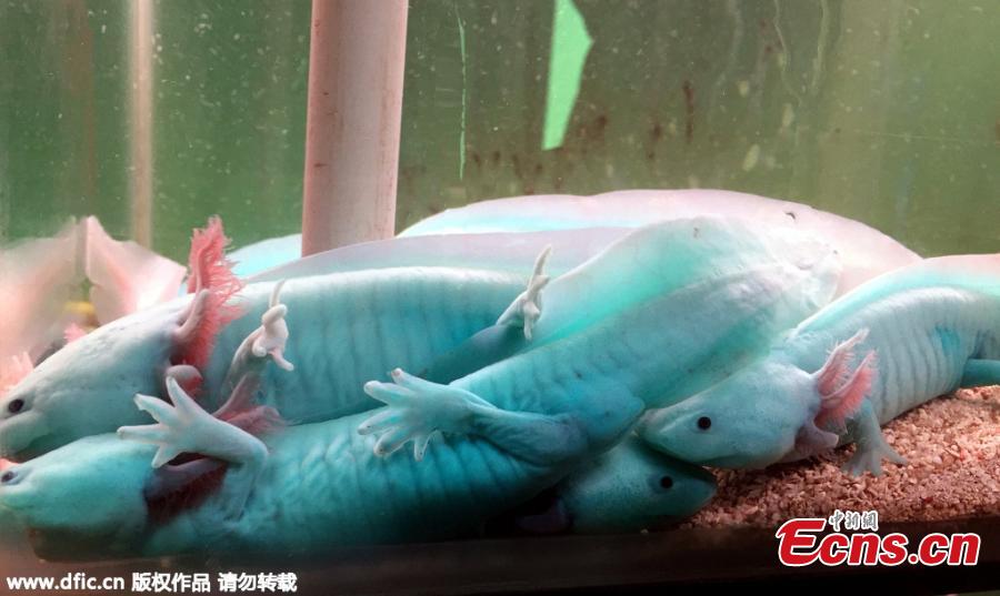 Pictures of rare salamander go viral(1/3)