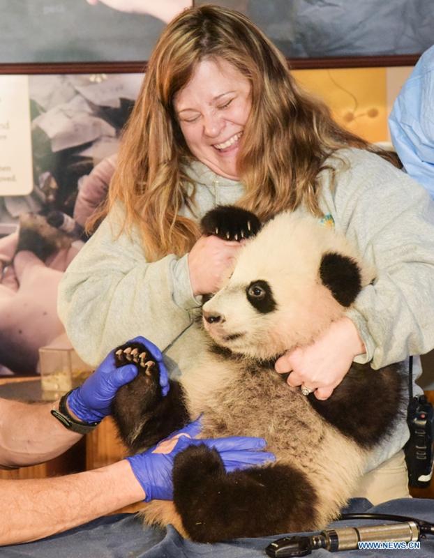 4-month-old Panda 'Bei Bei' receives physical examination(1/5)
