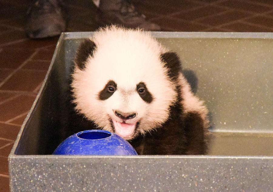 Panda ‘Bei Bei’ meets media in the U.S.(1/5)