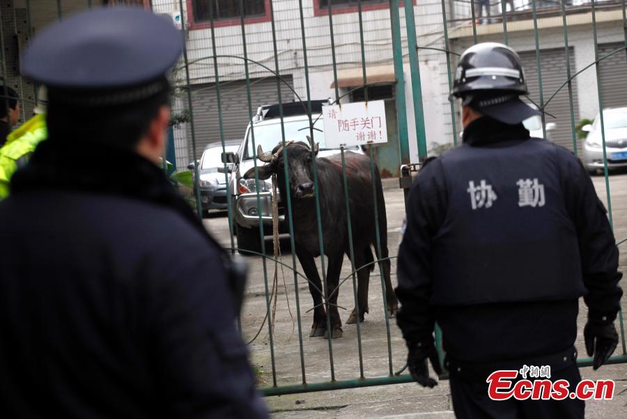 Police shoot cow after wild chase(1/4)