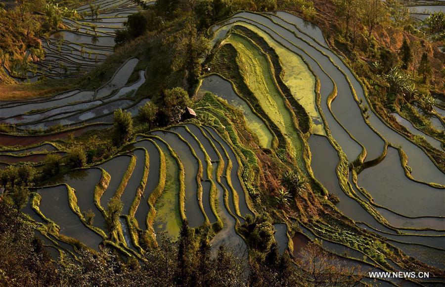 Wonder of farming civilization: Hani terraces in Yunnan(1/8)