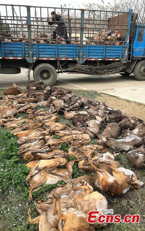 Wild animal purchaser faces prison term (1/3)