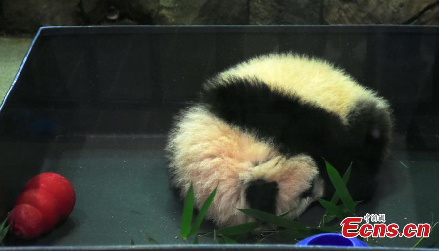 Public takes first glimpse at giant panda cub, Bei Bei(1/4)