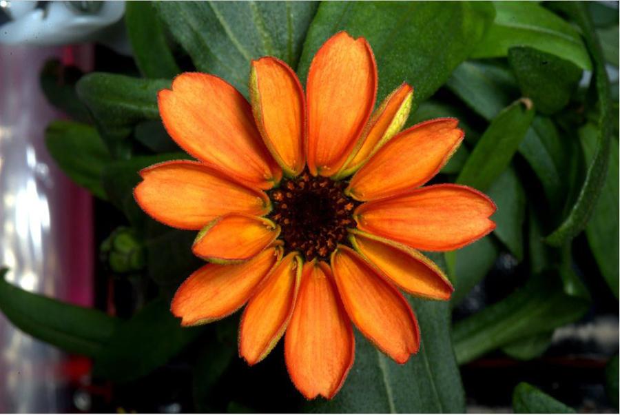 NASA shares photo of first flower grown in space(1/4)