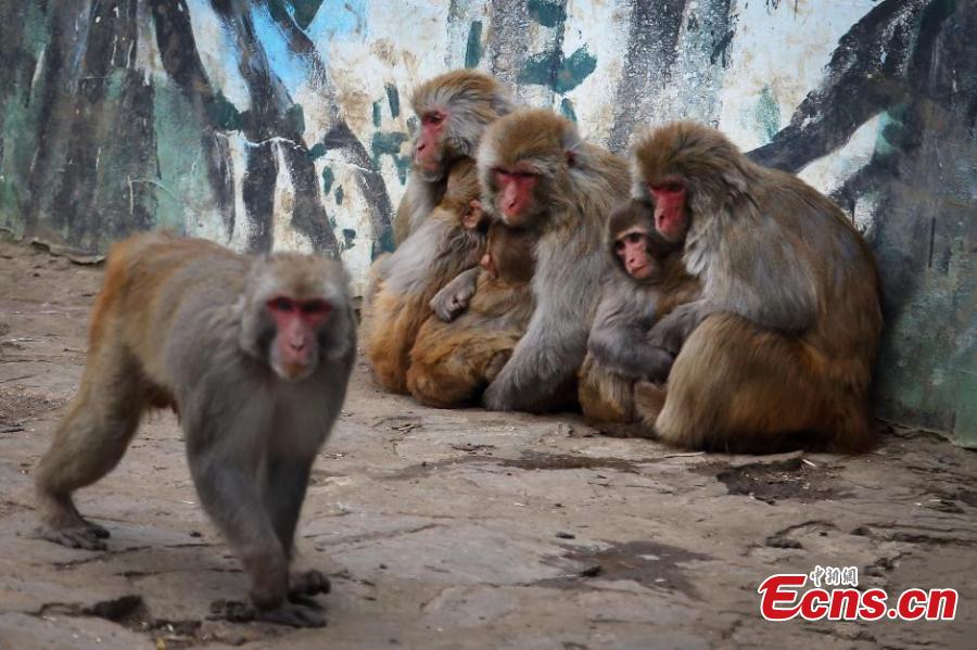Monkeys huddle to stay warm in cold (1/4)
