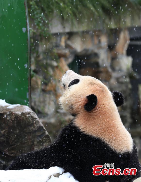 Panda gets taste of snow play in E China county(1/5)