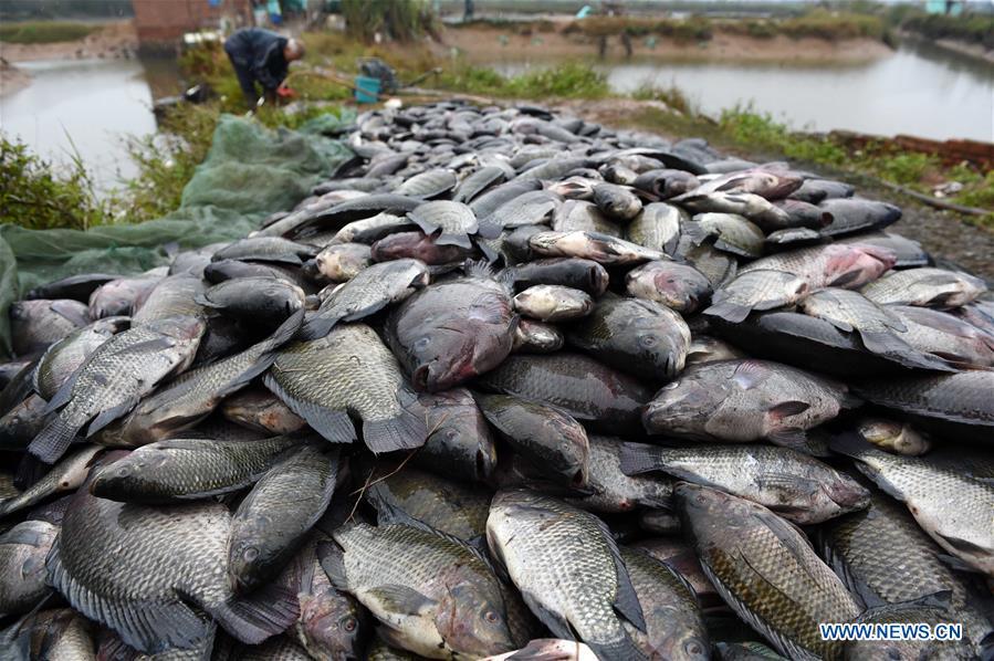 Fishes freeze to death due to cold weather in S China's Qinzhou (1/3)