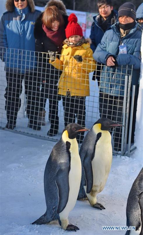 Five emperor penguins make debut for visitors in National Forest Park (1/3)