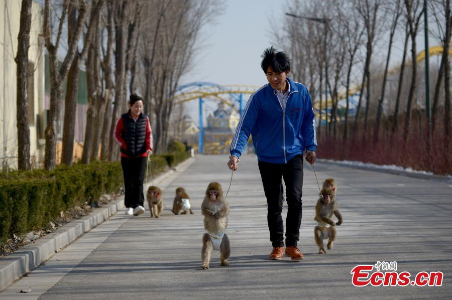 Monkeys train for Year of the Monkey(1/4)