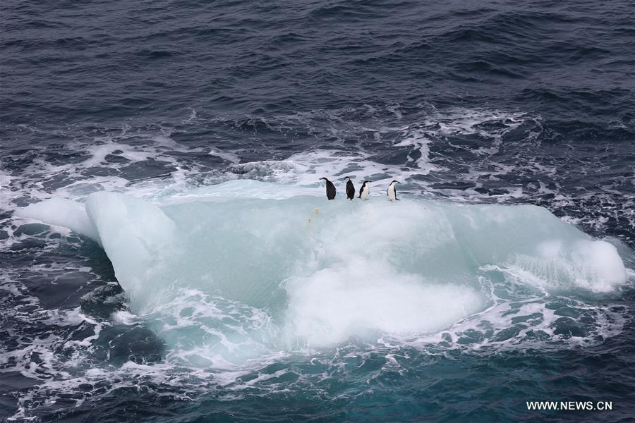 Chinese icebreaker Xuelong takes photos in Amundsen Sea(1/8)