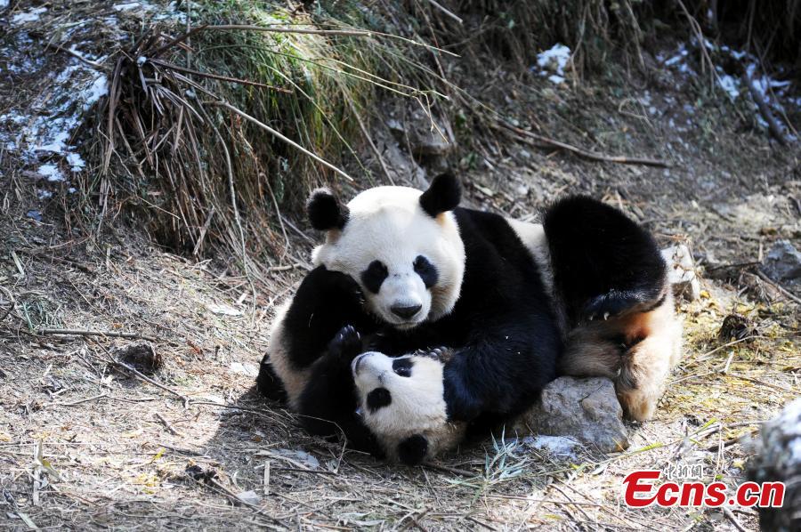 Three pandas trained before returning to the wild(1/10)