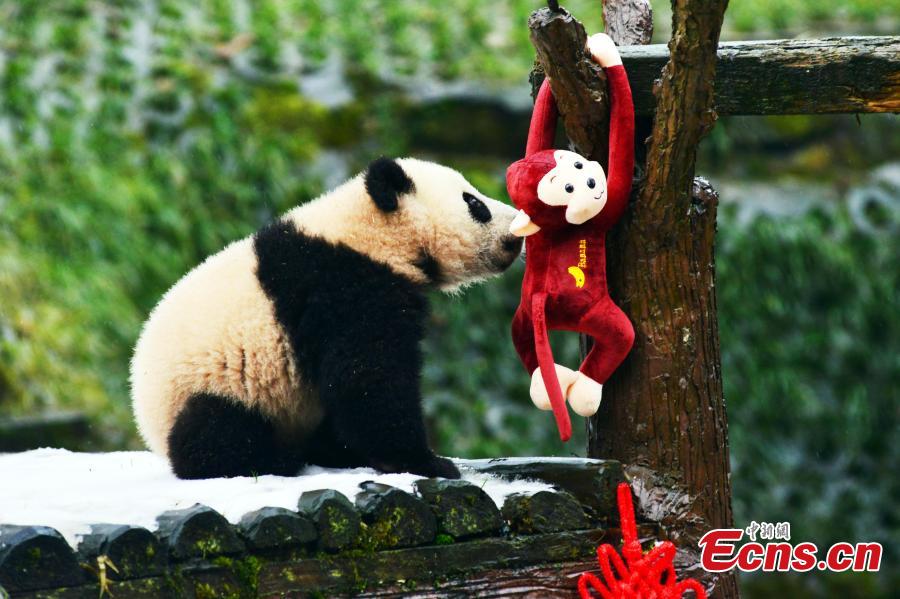 Giant pandas join Spring Festival celebration (1/7)