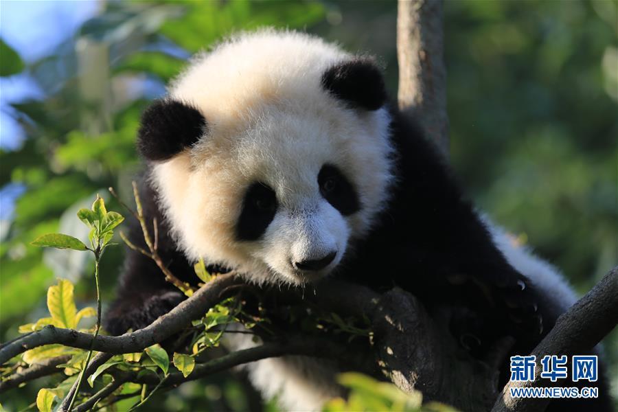 'Olympia' and 'Fuwa': Public names twin giant panda cubs (1/3)