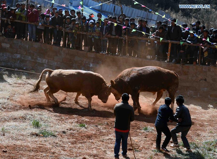 Bull fight, horse fight games held in Yunnan(1/6)