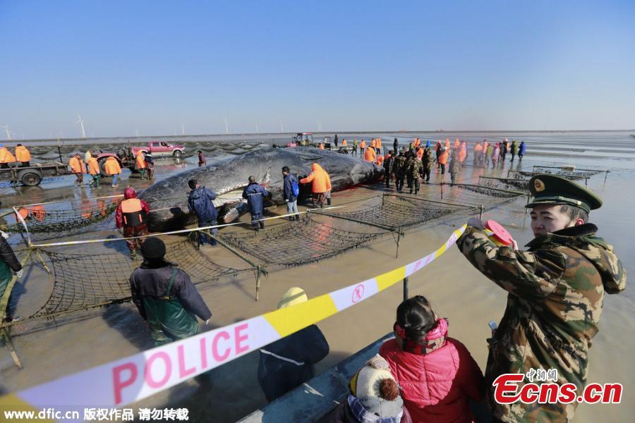 Two whales found dead in East China(3/6)