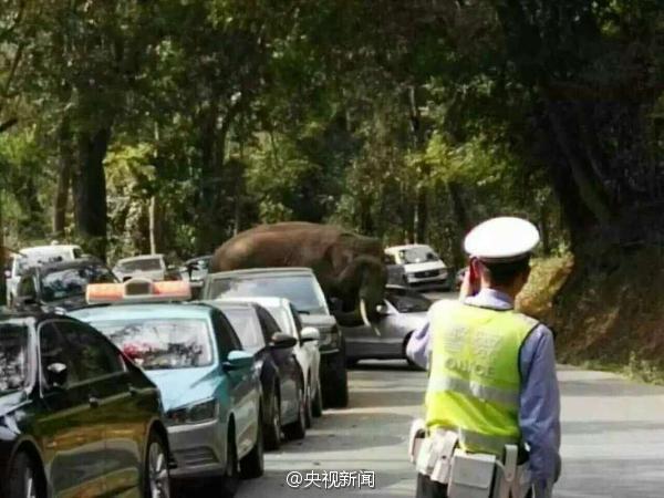 Jilted elephant takes Valentine's stroll on SW China road, again(1/5)