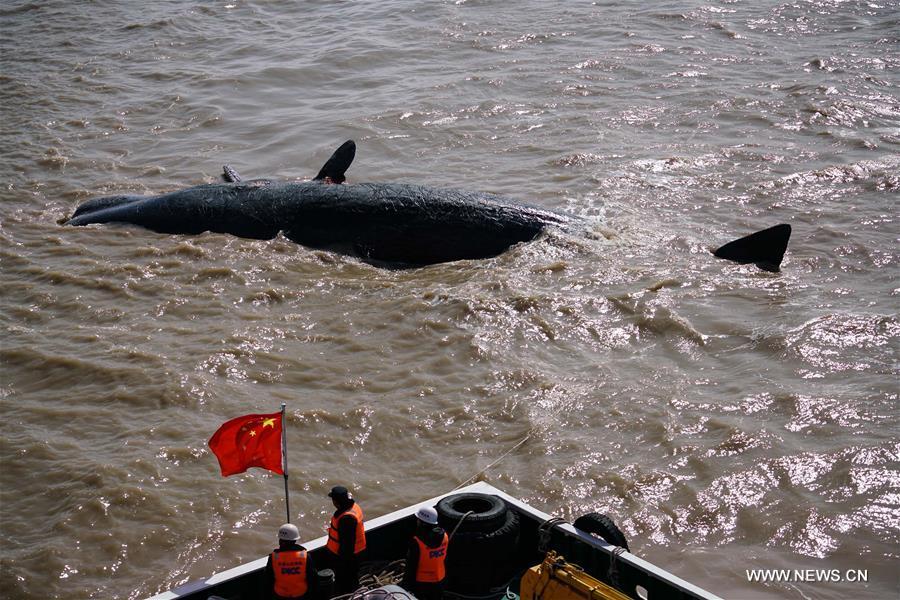 2 sperm whales found dead in Jiangsu(1/5)