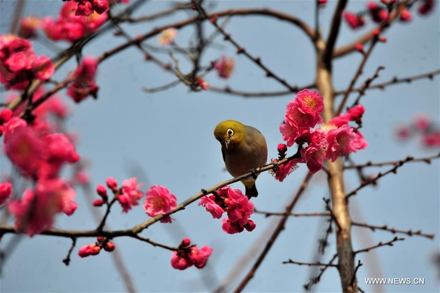 Trees blossom across China as temperature rises(1/7)