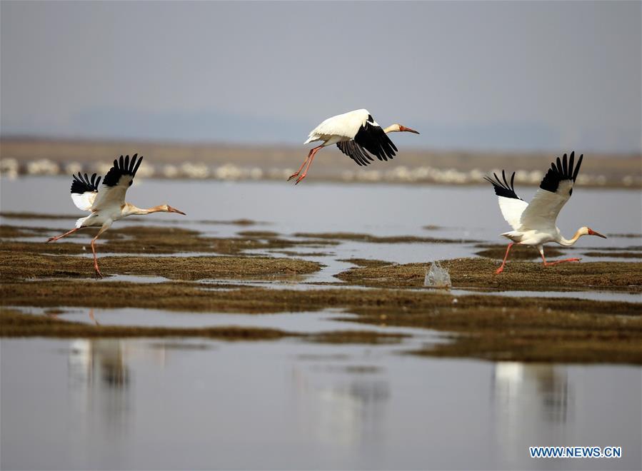 Migratory birds fly back to north after winter(1/5)