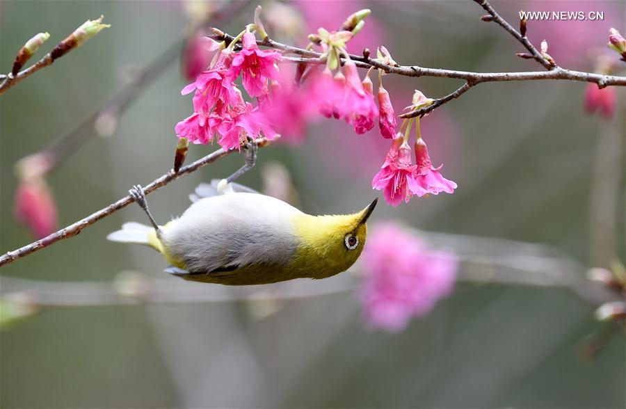 Cherry trees blossom as temperature rises in SE China (1/4)