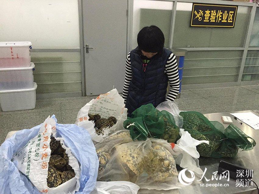 Eighty turtles seized alive in S. China's Huanggang border (1/5)