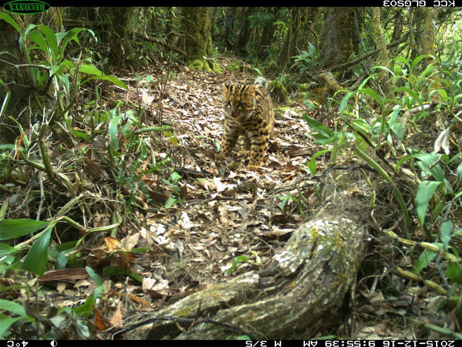Marbled cat seen in Gaoligong Mountain, SW China's Yunnan (1/3)