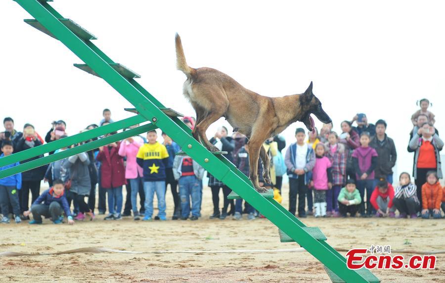A close-up view of sniffer dogs in SW China(1/6)
