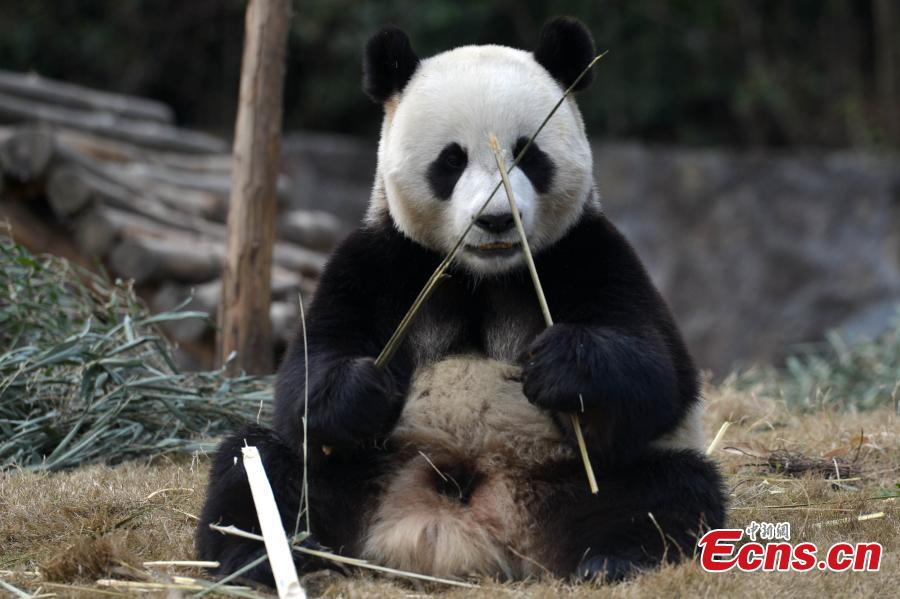 China's panda pair to leave for ROK(1/10)